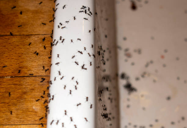 Pest Control for Restaurants in Glen Cove, NY